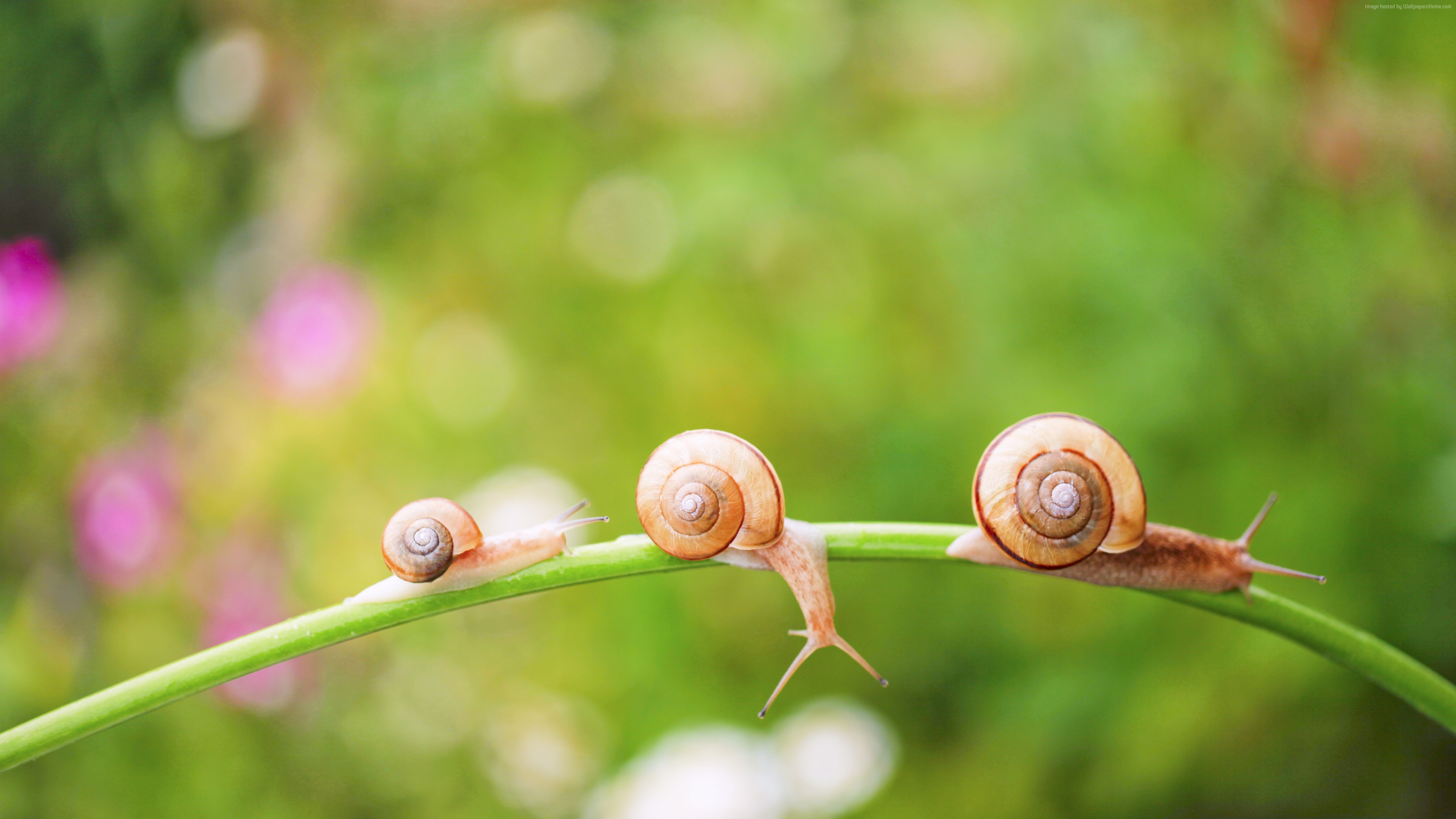 Stock Images snail, nature, sunshine, Stock Images